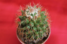 cactusi si suculente 2012 036