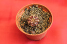 cactusi si suculente 2012 039