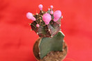cactusi si suculente 2012 040