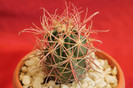 cactusi si suculente 2012 053