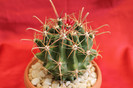 cactusi si suculente 2012 054