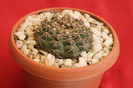 cactusi si suculente 2012 072