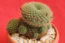 cactusi si suculente 2012 074