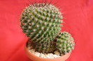 cactusi si suculente 2012 078