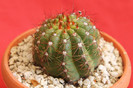 cactusi si suculente 2012 080