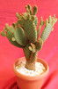 cactusi si suculente 2012 083