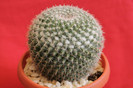 cactusi si suculente 2012 085