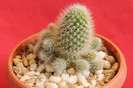 cactusi si suculente 2012 088