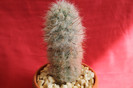 cactusi si suculente 2012 092