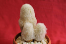 cactusi si suculente 2012 095