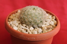 cactusi si suculente 2012 097