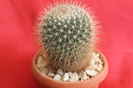 cactusi si suculente 2012 098