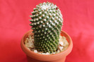 cactusi si suculente 2012 101