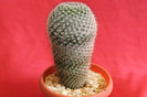 cactusi si suculente 2012 103