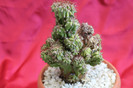 cactusi si suculente 2012 111