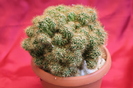 cactusi si suculente 2012 112