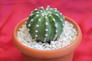 cactusi si suculente 2012 114