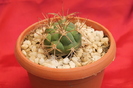 cactusi si suculente 2012 117