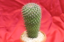 cactusi si suculente 2012 119