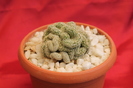 cactusi si suculente 2012 121