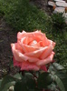DSC01386