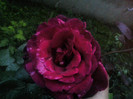 Picture 005