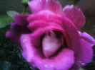 Picture 006