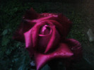Picture 008