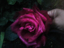 Picture 009