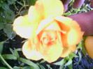 Picture 012