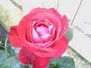 Picture 021