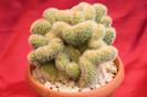cactusi si suculente 2012 125