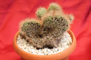 cactusi si suculente 2012 126
