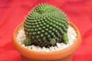 cactusi si suculente 2012 129