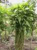 DSC01394