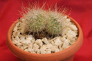 cactusi si suculente 2012 133