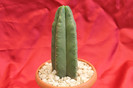 cactusi si suculente 2012 135