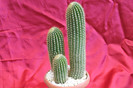cactusi si suculente 2012 137