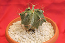 cactusi si suculente 2012 139