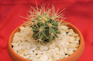 cactusi si suculente 2012 140