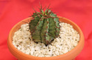cactusi si suculente 2012 143
