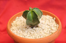 cactusi si suculente 2012 144