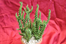 cactusi si suculente 2012 146