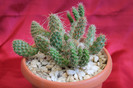 cactusi si suculente 2012 154