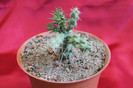 cactusi si suculente 2012 156