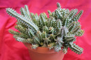 cactusi si suculente 2012 159