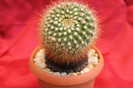 cactusi si suculente 2012 161