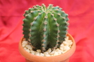 cactusi si suculente 2012 164