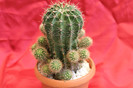 cactusi si suculente 2012 168