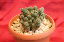 cactusi si suculente 2012 170
